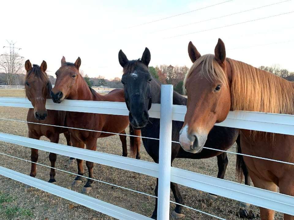 Horse Training in Winston-Salem, North Carolina